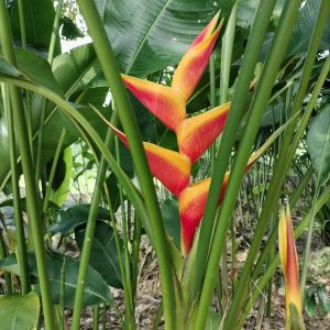 Heliconia jacquinii