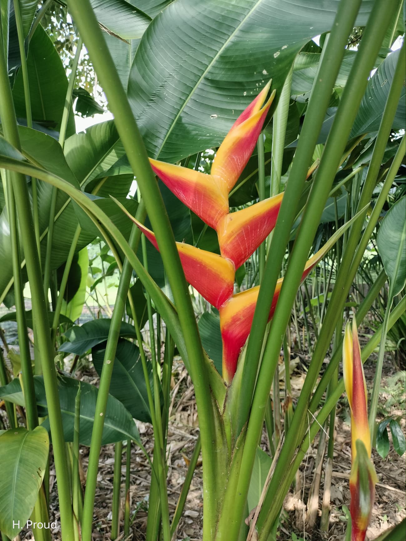 Heliconia jacquinii