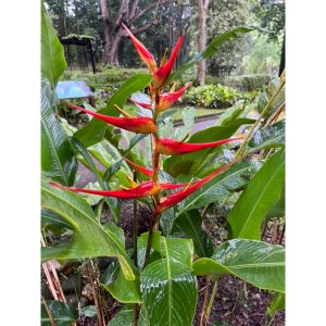Heliconia latispatha distans