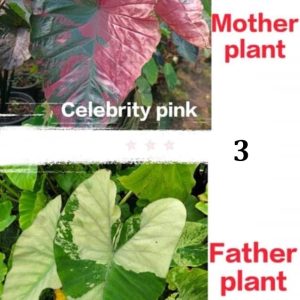 Colocasia NEW HYBRID seeds nr 03
