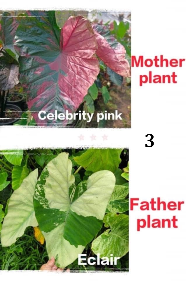 Colocasia NEW HYBRID seeds nr 03