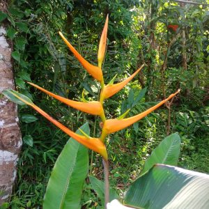 Heliconia latispatha 'Orange Gyro'