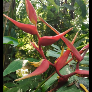 Heliconia latispatha 'RedGyro' (Copy)