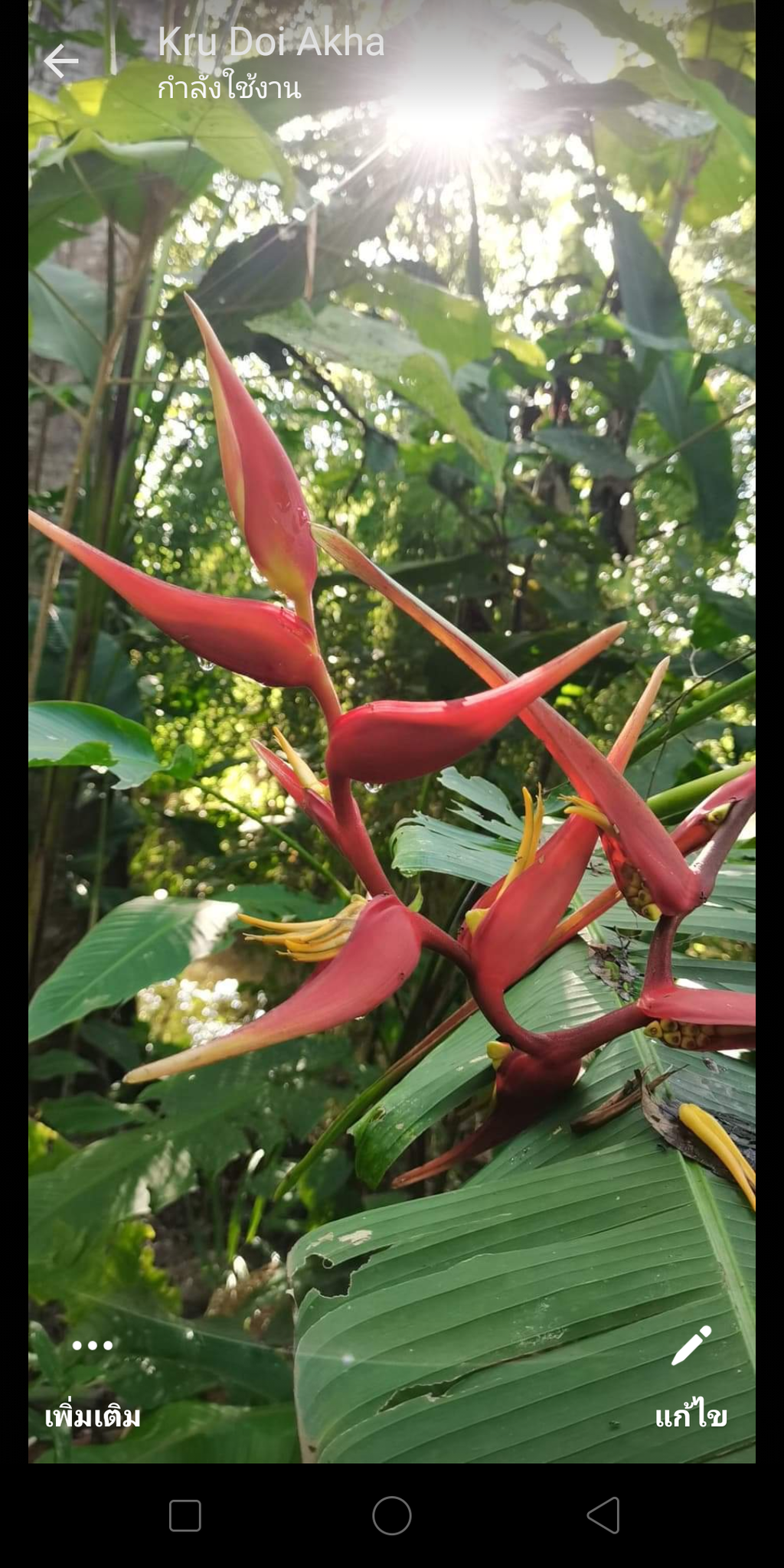 Heliconia latispatha 'RedGyro' (Copy)