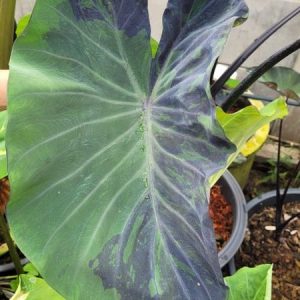 Colocasia midnight