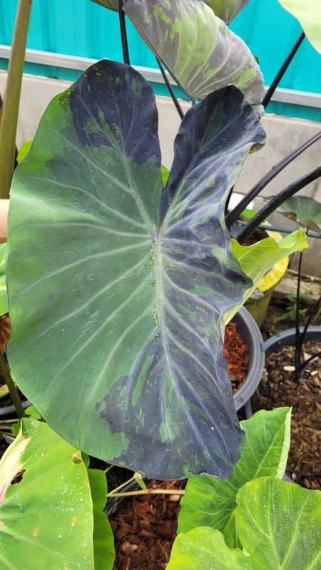 Colocasia midnight