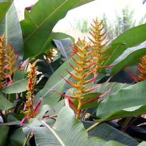 Heliconia lingulata spiral fan