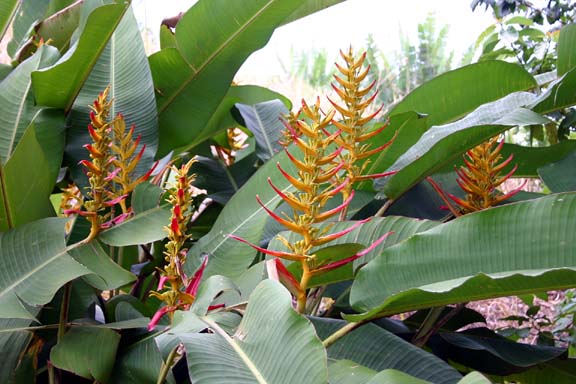 Heliconia lingulata spiral fan