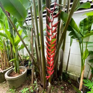 Heliconia longissima red wing