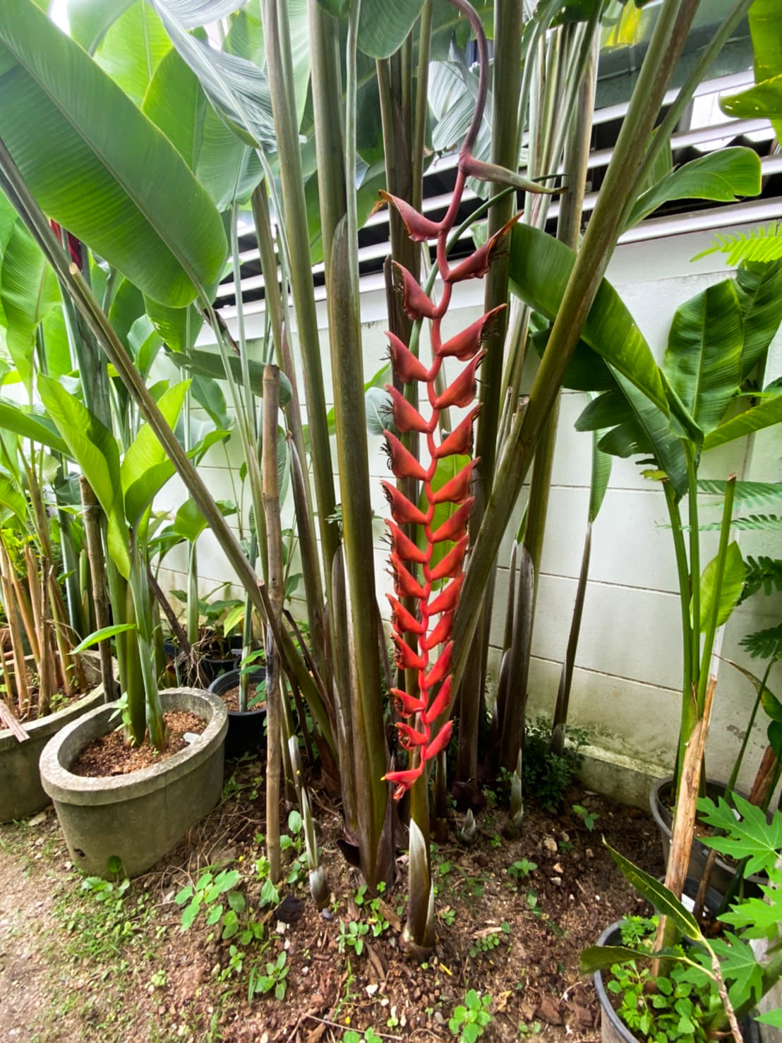 Heliconia longissima red wing