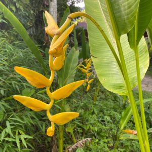 Heliconia marginata lutea