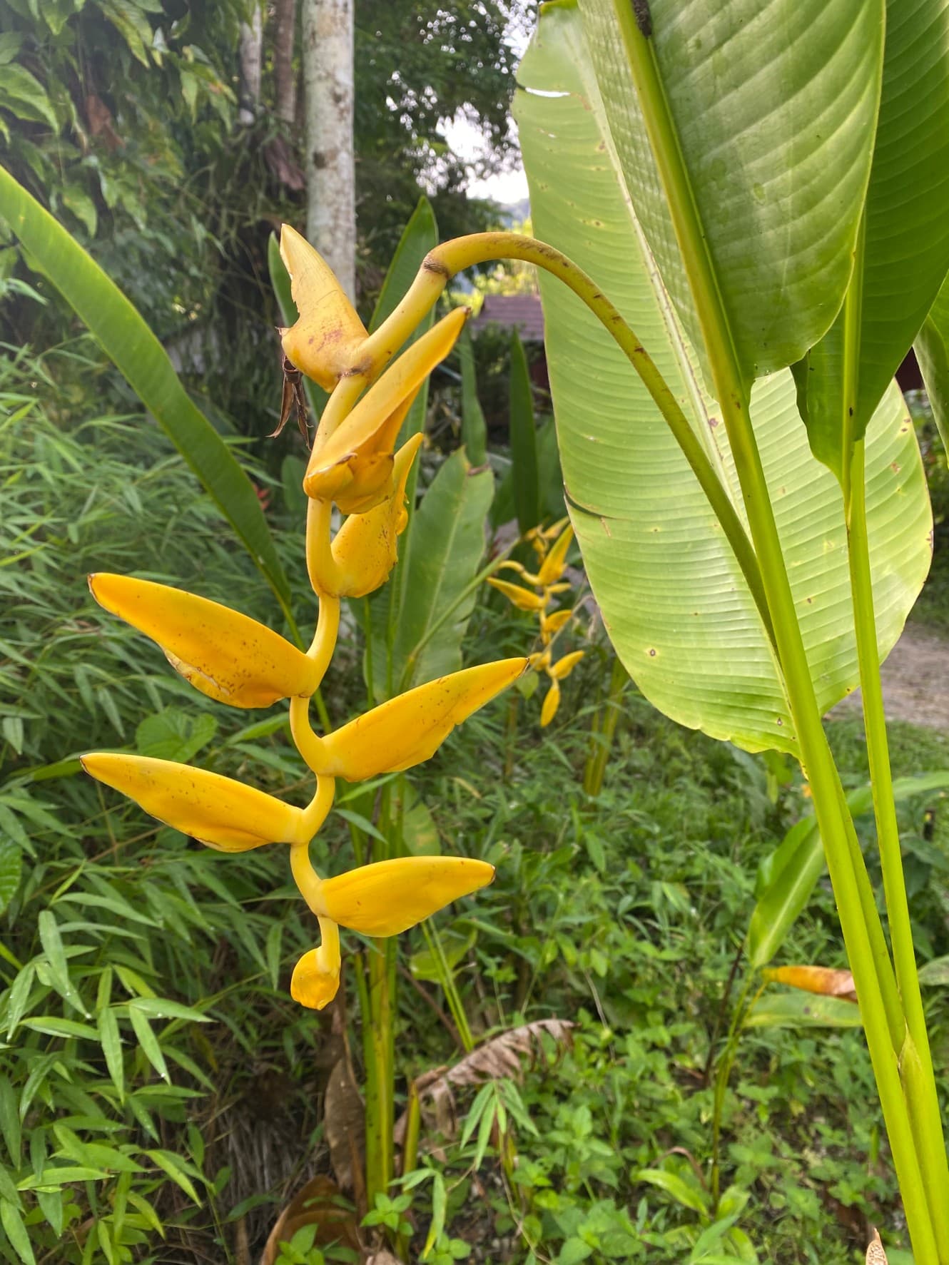 Heliconia marginata lutea