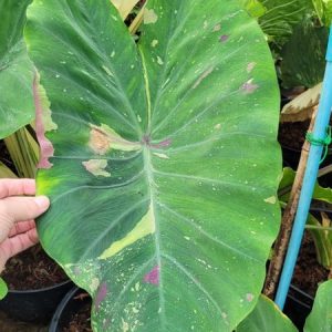 Colocasia siam ruby