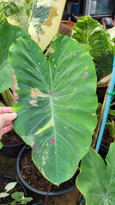 Colocasia siam ruby
