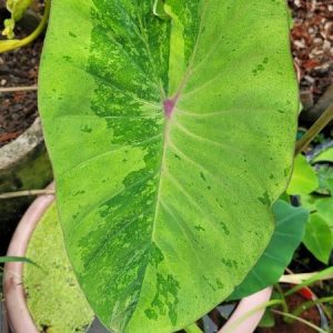 Colocasia king forest