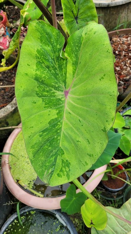 Colocasia king forest