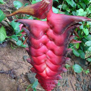 Heliconia mariae beefsteak