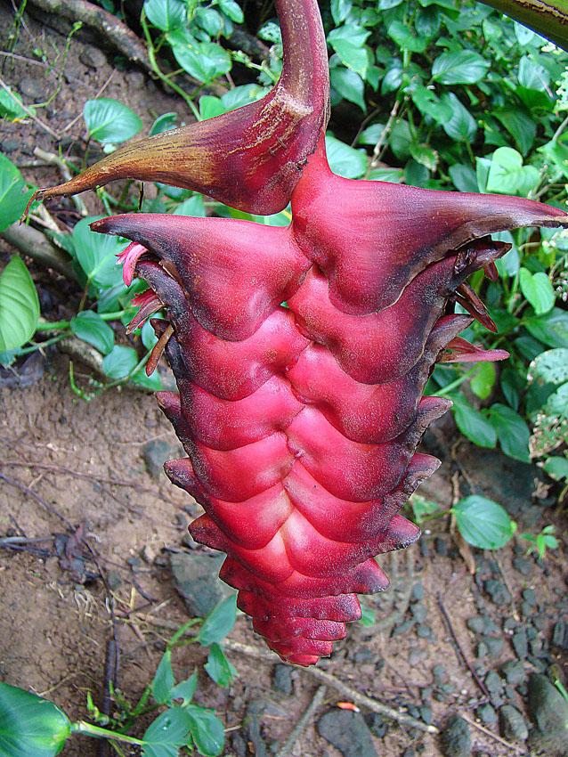 Heliconia mariae beefsteak