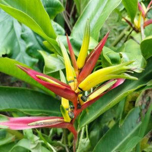 Heliconia mathiasiae 'Pascal'