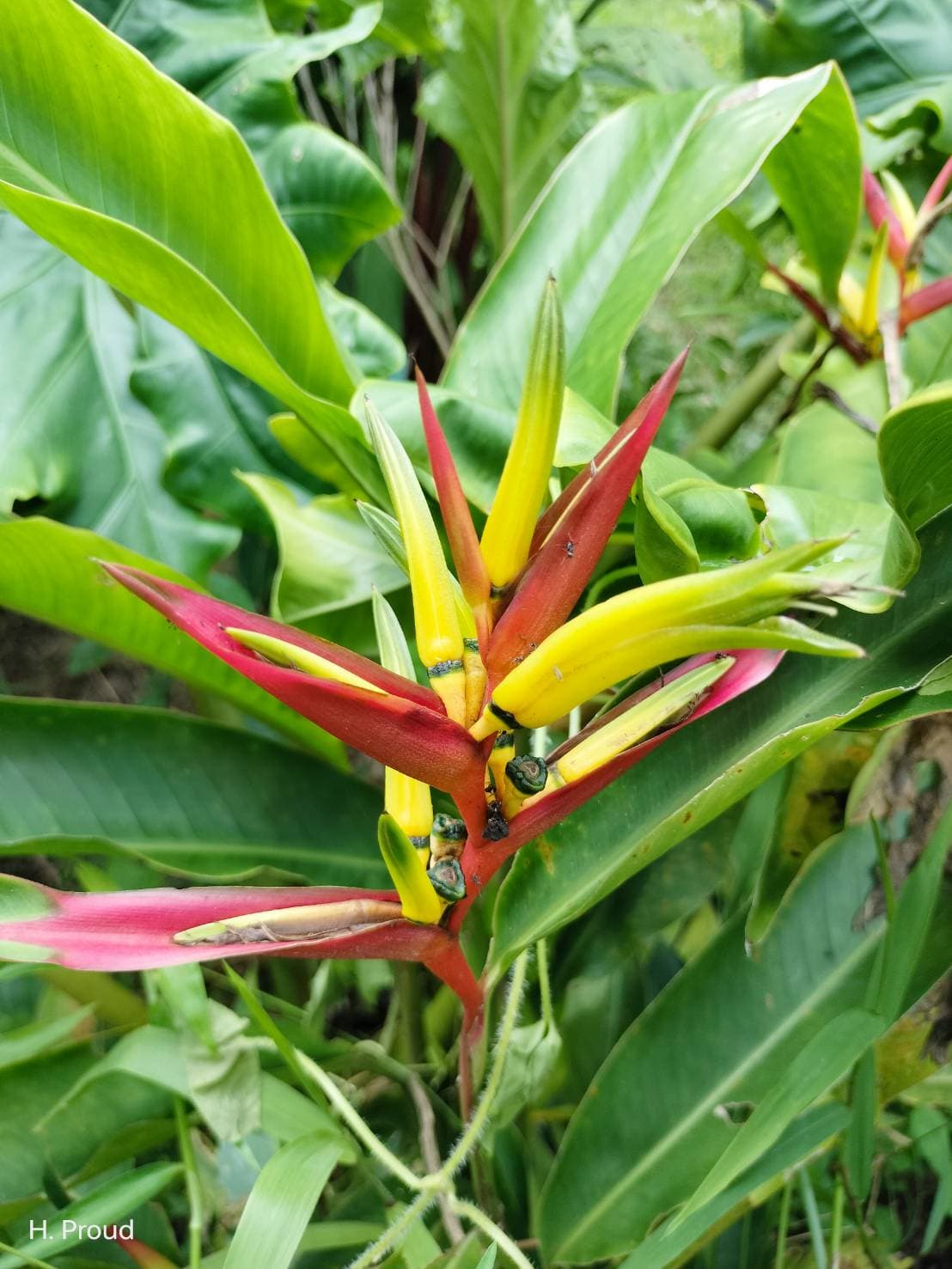 Heliconia mathiasiae 'Pascal'