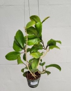 Hoya surigaoensis / Hoya sp. EG 00897 (large)