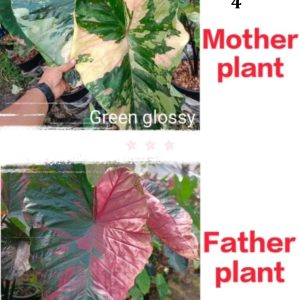 Colocasia NEW HYBRID seeds nr 04