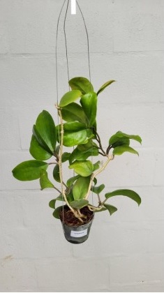 Hoya surigaoensis / Hoya sp. EG 00897 (large)