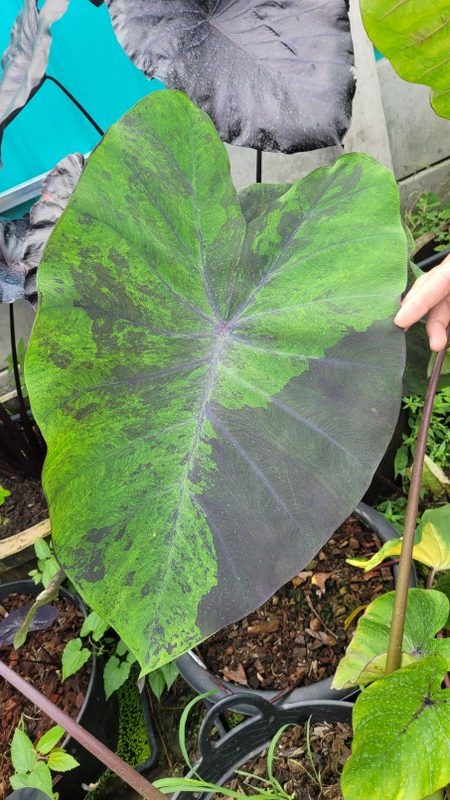 Colocasia anubis