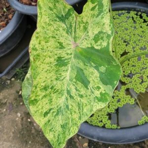 Colocasia Pink andaman