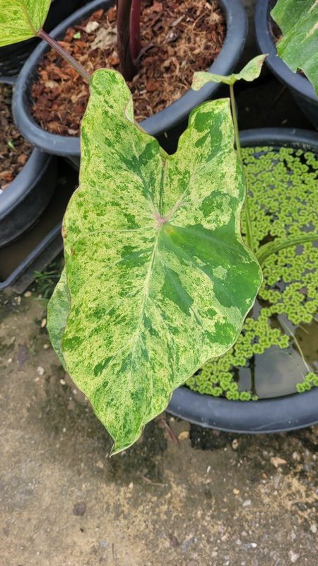Colocasia Pink andaman