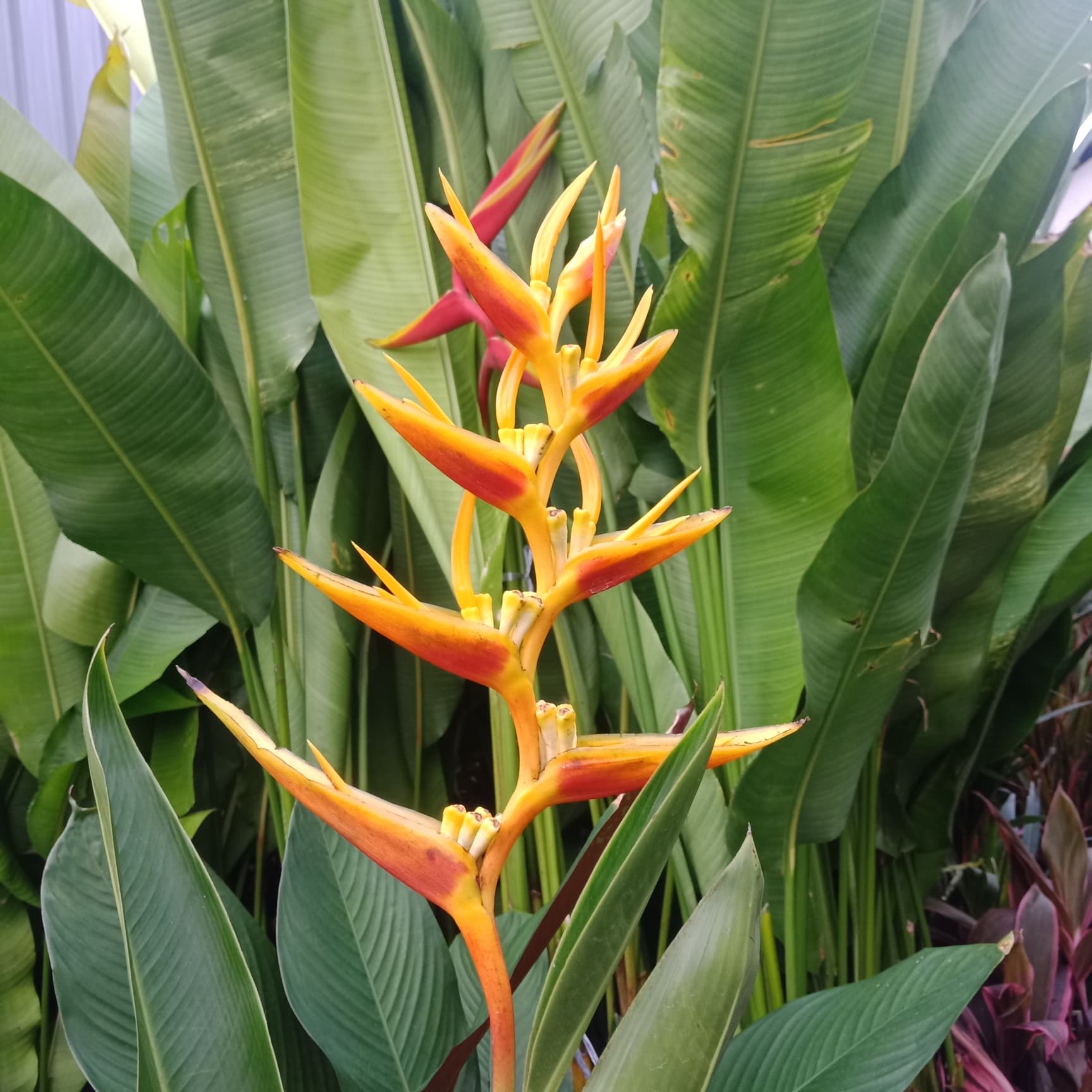 Heliconia psittacorum marginata