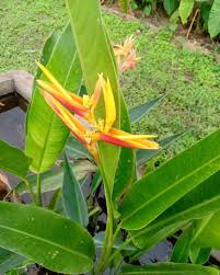 Heliconia psittacorum marginata Nicky