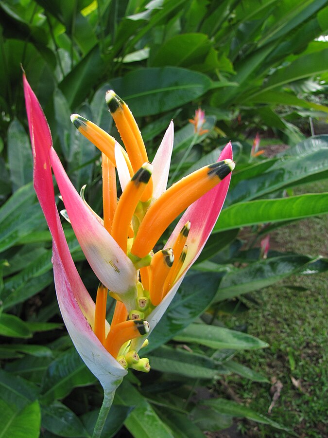 Heliconia psittacorum sassy