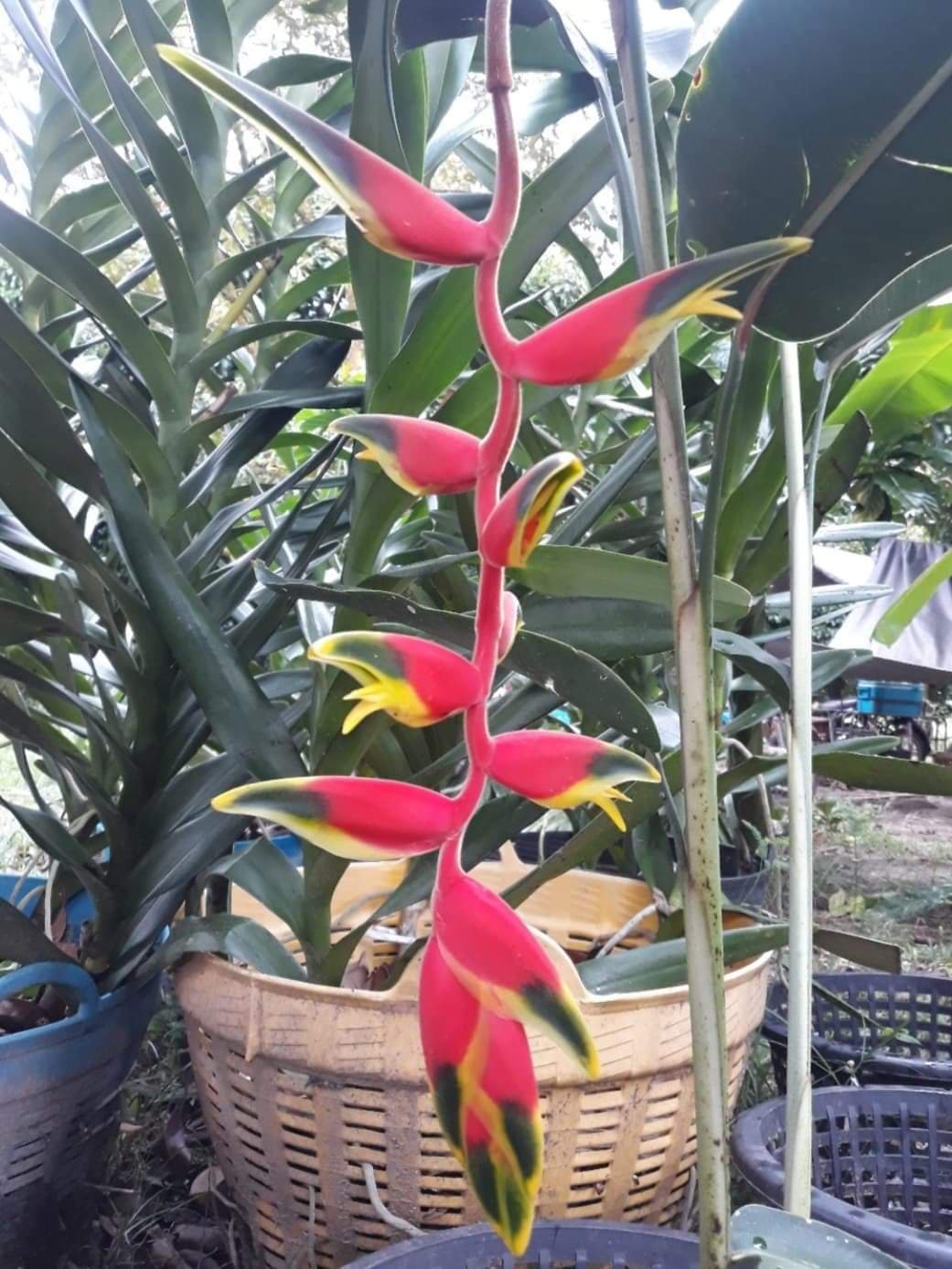 Heliconia rostrata green tip
