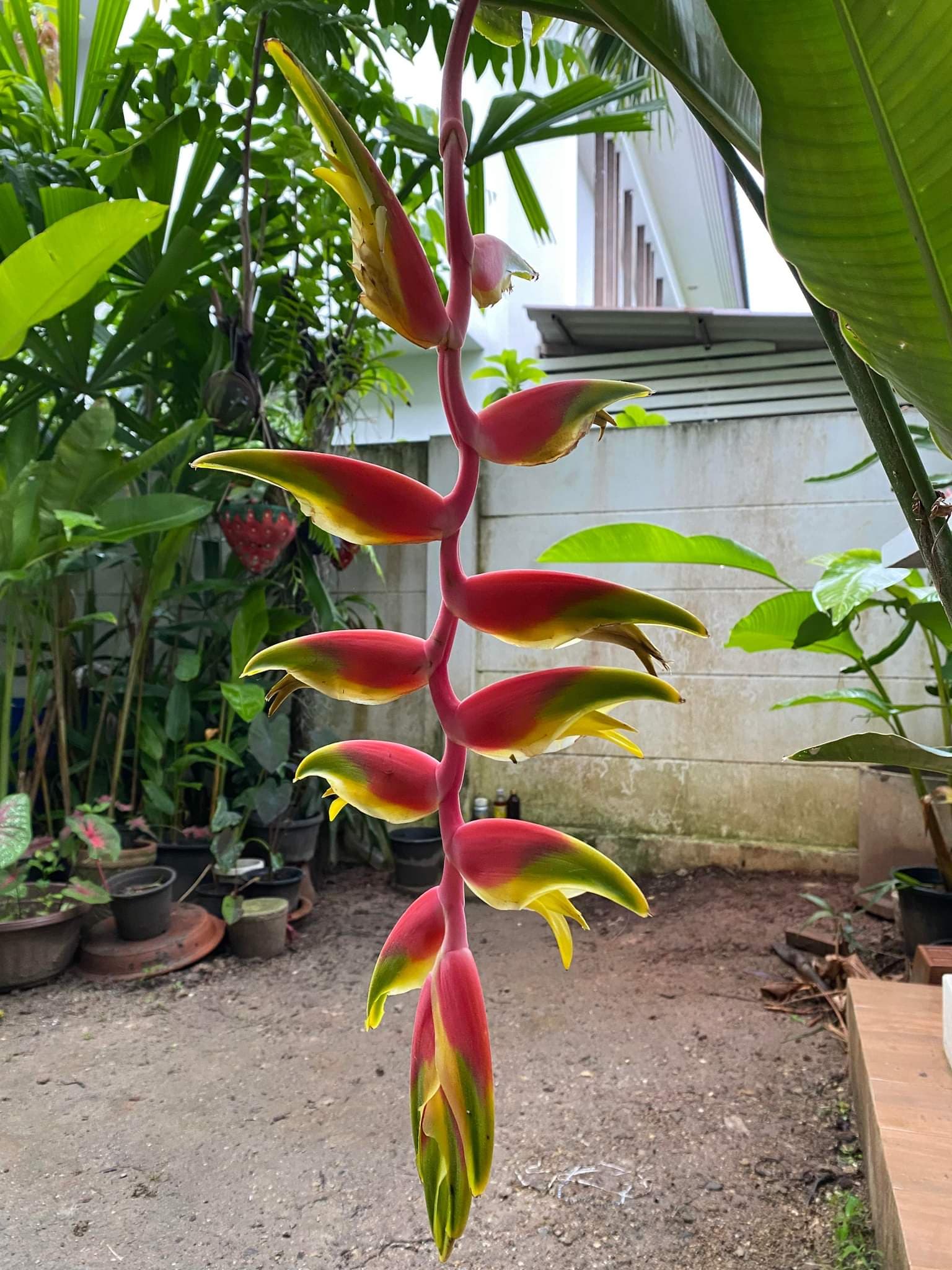 Heliconia rostrata pink peru