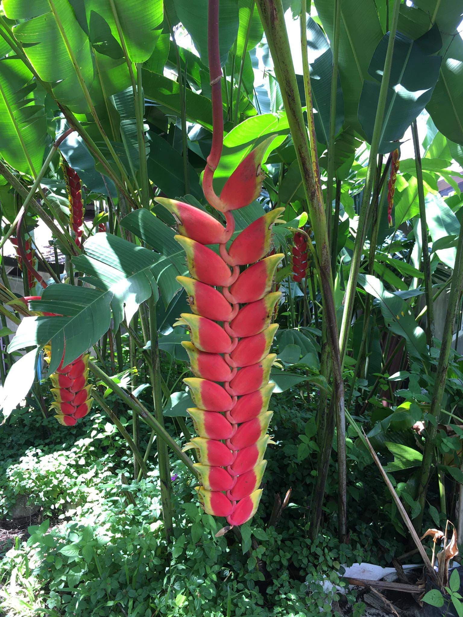 Heliconia rostrata tenday