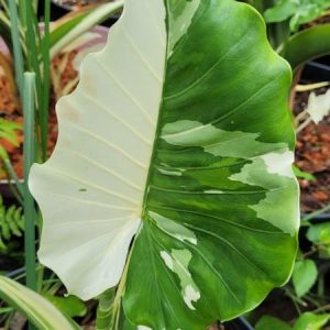 Alocasia white variegated