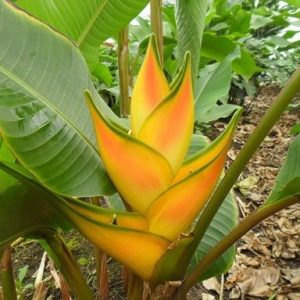 Heliconia stricta dorada gold