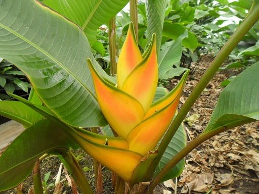Heliconia stricta dorada gold