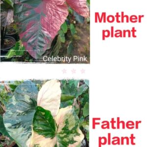 Colocasia NEW HYBRID seeds nr 05