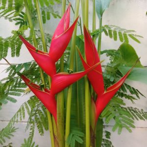 Heliconia stricta