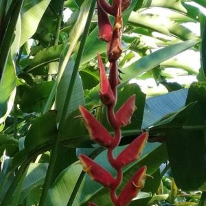 Heliconia vellerigera queen bee