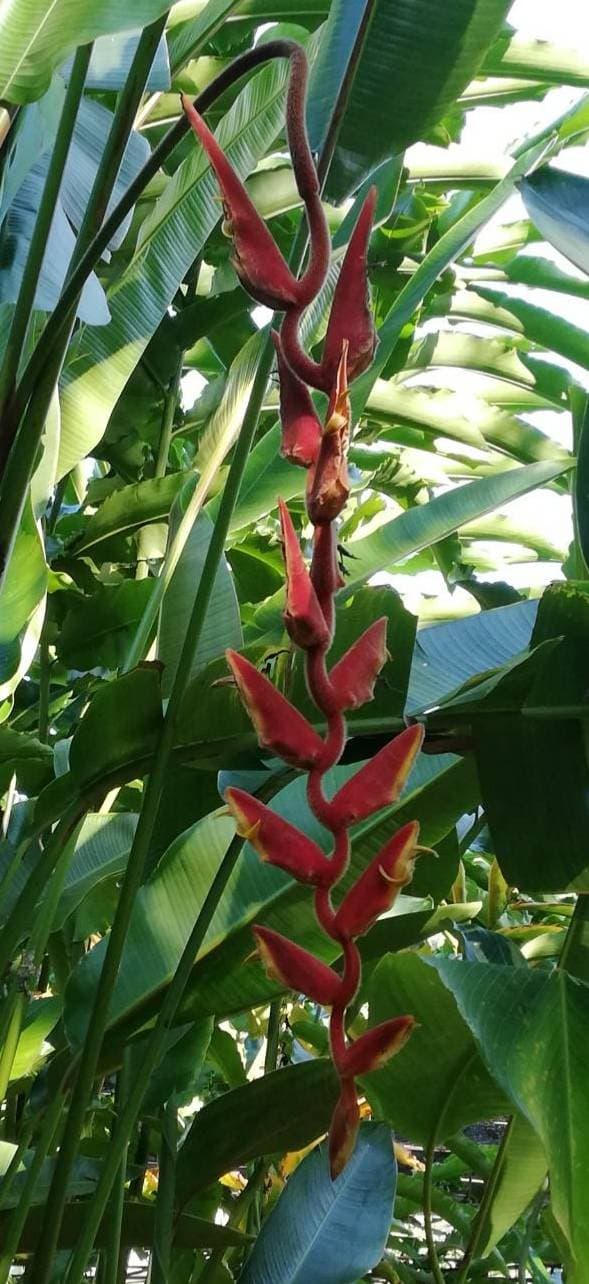 Heliconia vellerigera queen bee