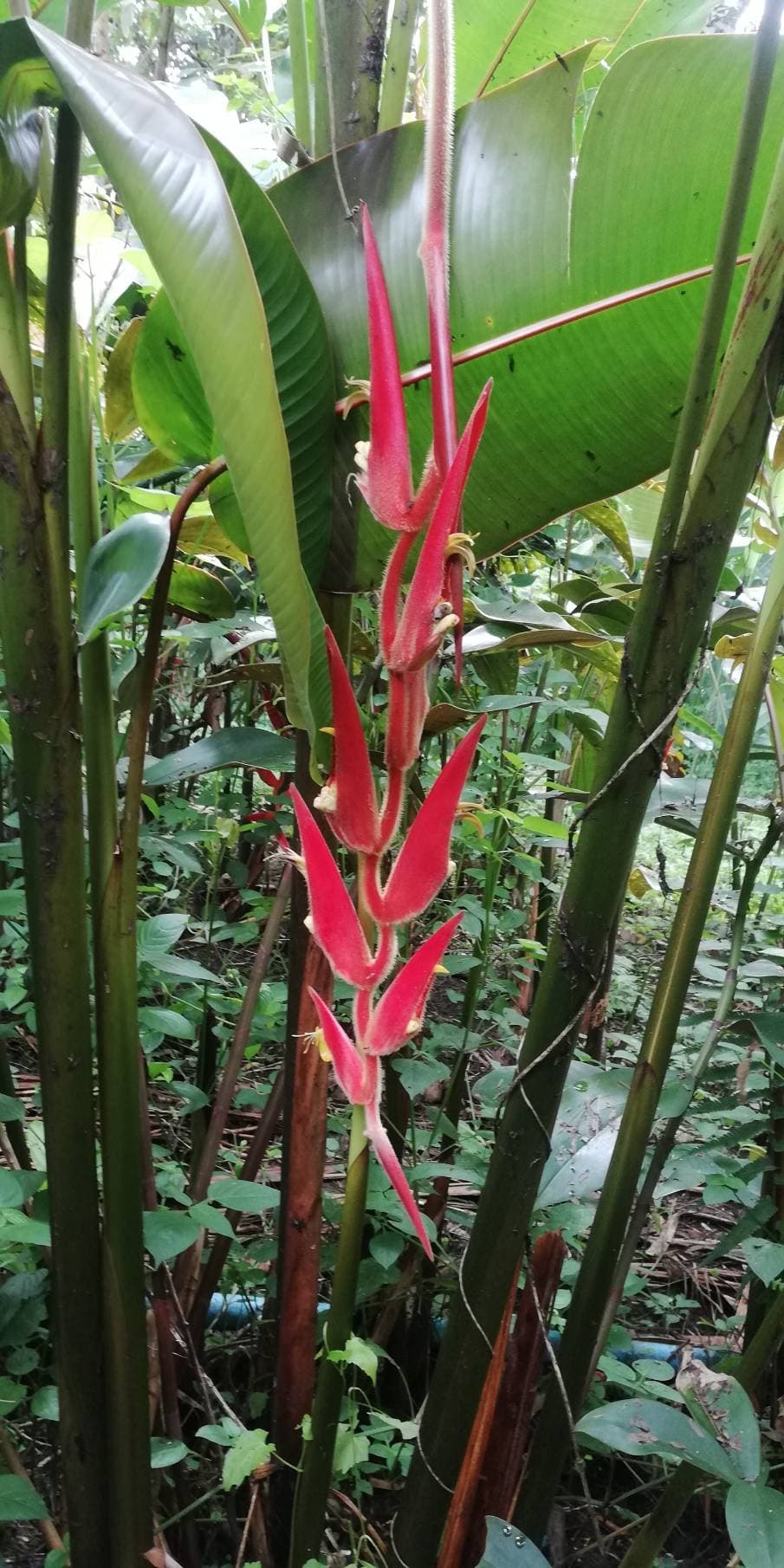 Heliconia Heliconia vellerigera red carpet