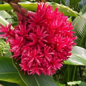 Alpinia Tahitian Ginger