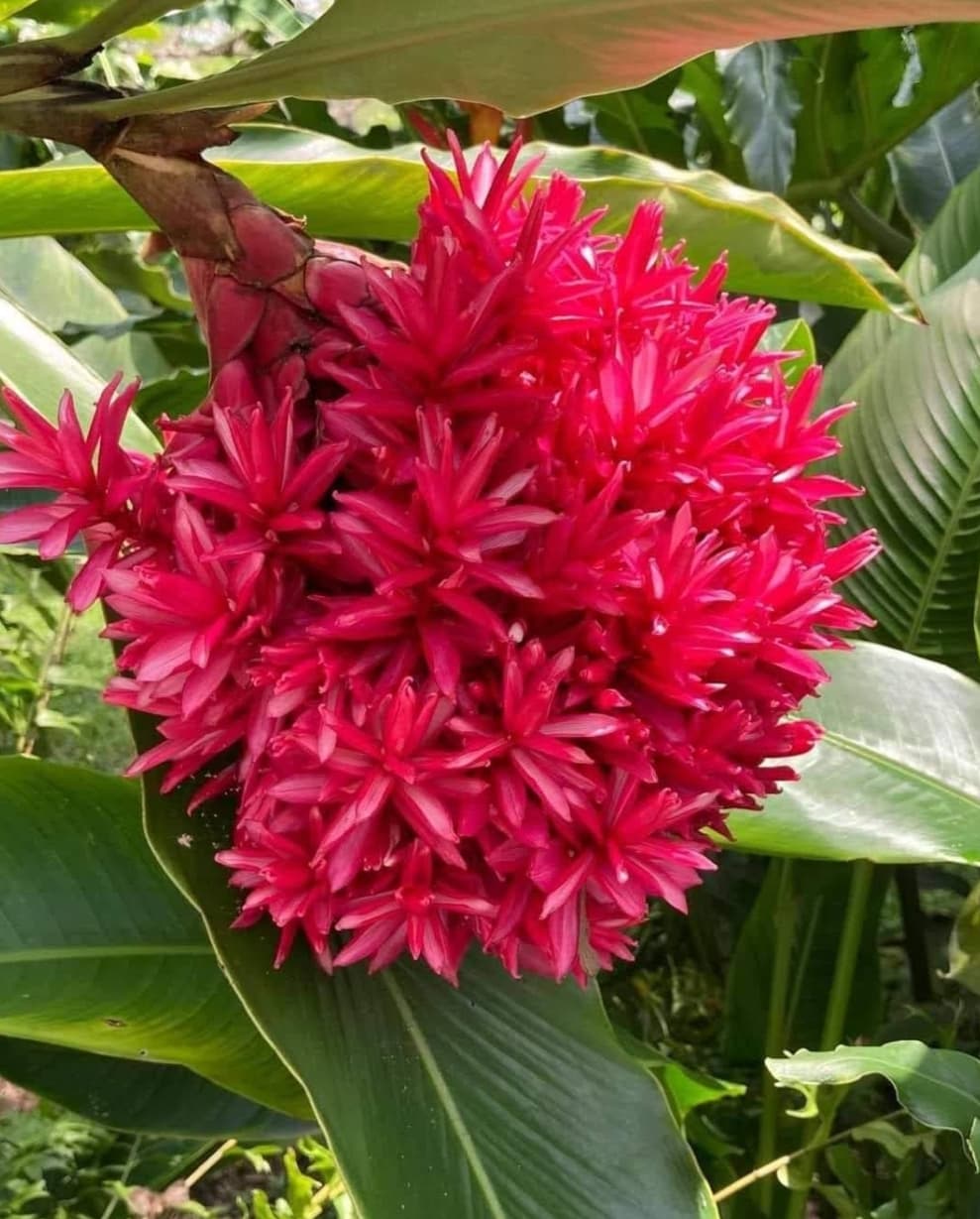 Alpinia Tahitian Ginger