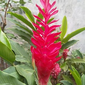 Alpinia purpurata kimi ginger