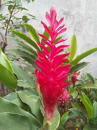 Alpinia purpurata kimi ginger
