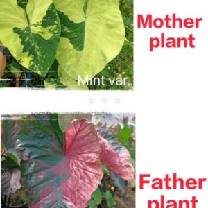Colocasia NEW HYBRID seeds nr 06