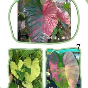 Colocasia NEW HYBRID seeds nr 07